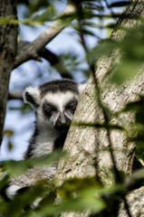 Lemure nascosto tra gli alberi - obrazy, fototapety, plakaty