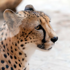 portrait of the fastest animal on the planet - cheetah