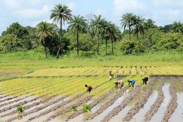 paysans from guinea bissau cultivating in a rice field before o forest of palm trees