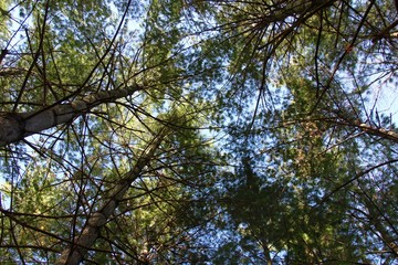 Underneath the pine trees in the forest.