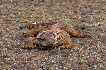 Hidden monitor lizard (Varanus griseus)