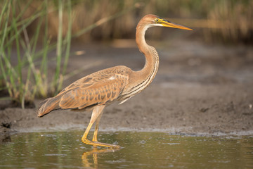 Purple heron