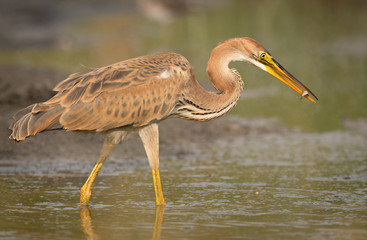 Purple heron