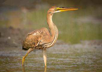 Purple heron