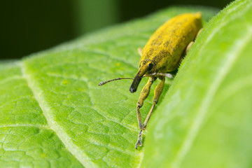 Живая природа. Макромир. Красивые насекомые. Жуки, пауки, бабочки и другие красивые насекомые. Wildlife. Macrocosm. Beautiful insects. Bugs, spiders, butterflies and other beautiful insects