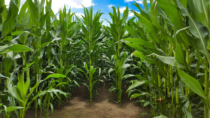 Cornfield