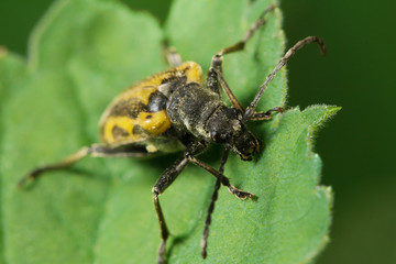 Живая природа. Макромир. Красивые насекомые. Жуки, пауки, бабочки и другие красивые насекомые. Wildlife. Macrocosm. Beautiful insects. Bugs, spiders, butterflies and other beautiful insects