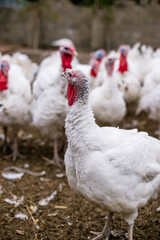 Breeding turkeys on a farm.