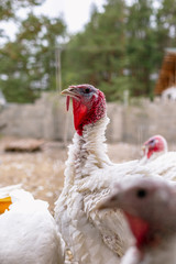 Breeding turkeys on a farm.