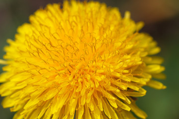 The petals of a dandelion