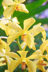 Close up Yellow orchid in garden