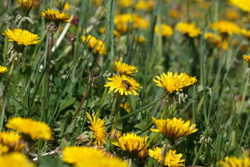 Fototapeta premium Meadow with dandelions