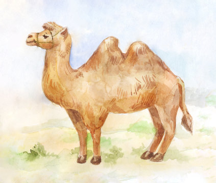 Vintage illustration of standing camel on desert background.