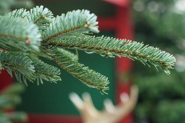 détail branche de sapin de noël en extérieur