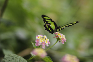 Schmetterling schwarz - grün sitzt auf der Blume