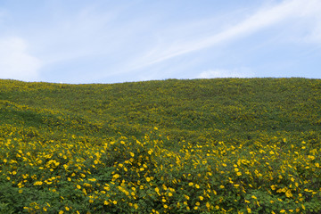 Tung Bua Tong flower 4