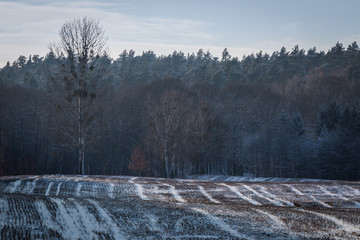 Zimowa magia © Adrian Rudkiewicz