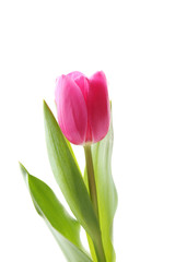 Pink tulip isolated on a white background