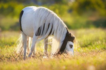 Shetland  piebald pony with long mane grazing on spring green pasture