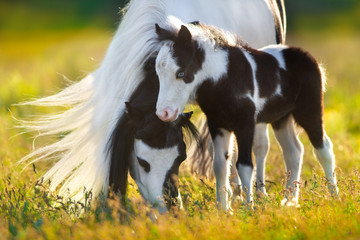 Shetland   pony with foal grazing on spring green pasture