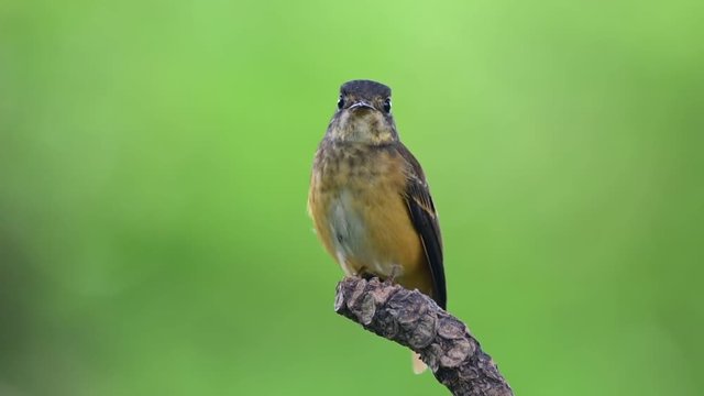 Ferruginous Flycatcher