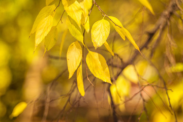 Naklejka na ściany i meble Yellow tree leaves with bokeh background