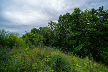 Fototapeta na wymiar Landscape with field, forest and cloudy sky