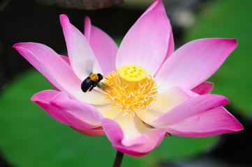 Flying bee collecting pollen from lotus flower