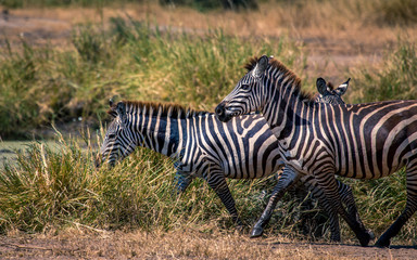 Obraz na płótnie Canvas Zebra in Tanzania's Grasslands