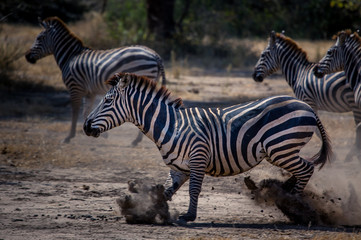 Fototapeta na wymiar Zebra in Action