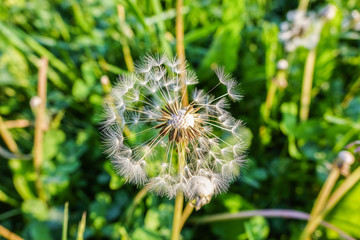 dandelion
