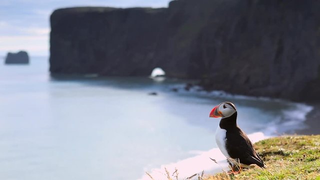 Fratercula arctica - sea birds from the order of Charadriiformes. Puffin on rocky coast of Iceland. HD Footage.