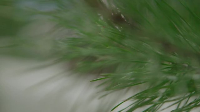 Piece of kitchen interior with a glass can full of cedar nuts and decorated with coniferous tree branch, green cone on cedar.