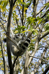 Lemure arrampicato - obrazy, fototapety, plakaty
