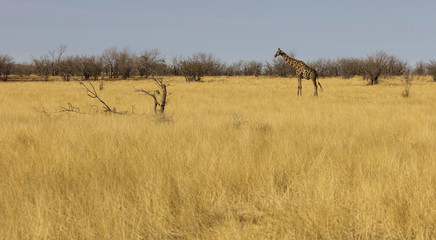 Obraz na płótnie Canvas A Giraffe in Etosha, A National Park of Namibia