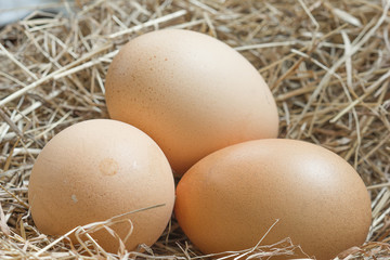 Chicken Egg fresh from farm.