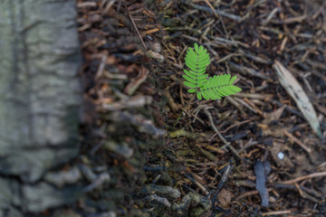 green little tree Sapling