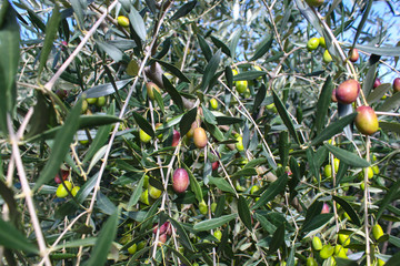 Italian olive trees