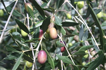 Italian olive trees