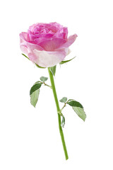Obraz premium Pink rose. Isolated on a white, with clipping path. view from above