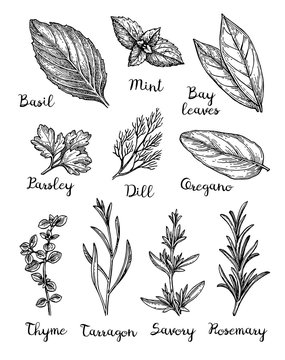 Ink sketch of herbs.