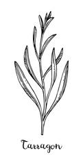 Tarragon ink sketch.