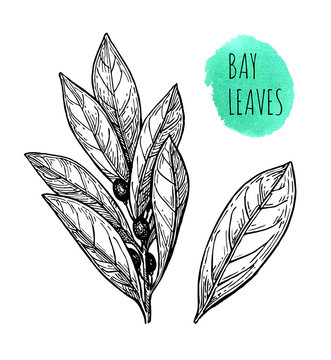 Ink sketch of bay leaves.