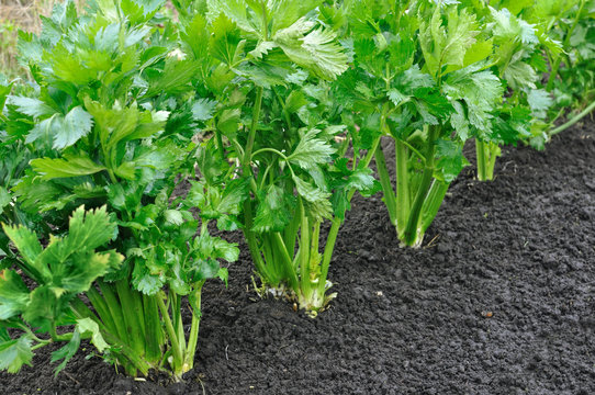 close-up of celery plantation (leaf vegetable) in the vegetable garden, view from above