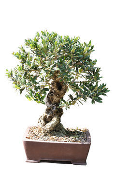 Bonsai of an olive tree in pot