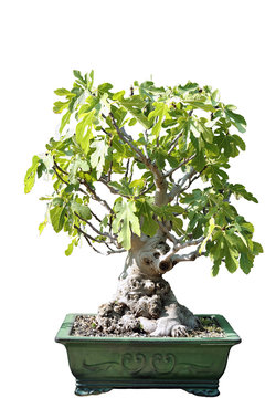 Bonsai of a fig tree in pot