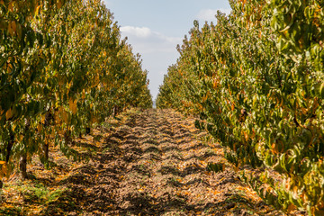 Obraz premium Apple fruit trees in autumn