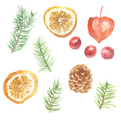 Watercolor hand drawn Christmas clip-art, fir branches with citrus and berries, isolated on white background. Winter holidays festive design.