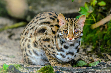 Fototapeta premium European Wildcat