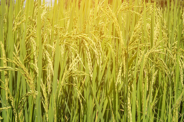 Close up of green paddy rice plant.
